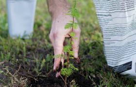 plante un arbre