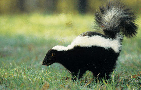 Animaux sauvages