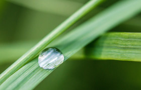 goutte d'eau sur une plante