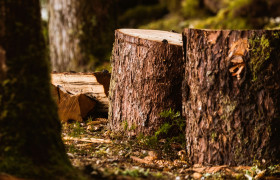 arbre abattu