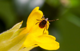 tique sur une plante